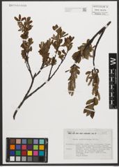 Foto von Salix waldsteiniana Willd.